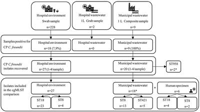 Genomic epidemiology of nosocomial carbapenemase-producing Citrobacter freundii in sewerage systems in the Helsinki metropolitan area, Finland